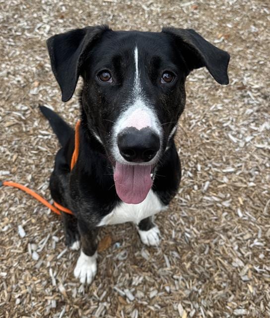Photo of Moosetracks, adoptable Labrador Retriever and Collie - Smooth in Kent, Washington