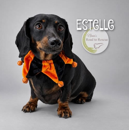 Photo of Estelle, adoptable Dachshund in Benton, Louisiana