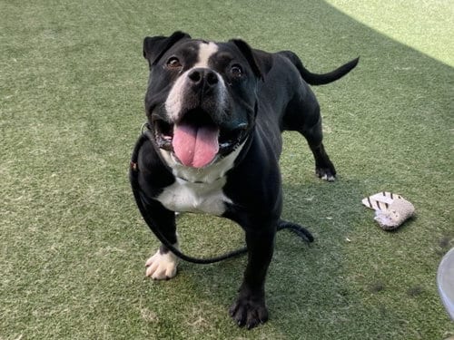 Photo of Ron, adoptable American Staffordshire Terrier in Chatsworth, California