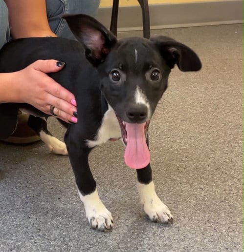 Photo of Coupe, adoptable Hound in Low Moor, Virginia