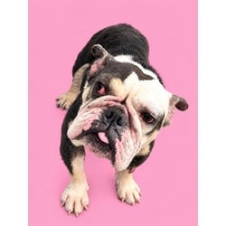Photo of Trixie, adoptable American Bulldog in Doral, Florida