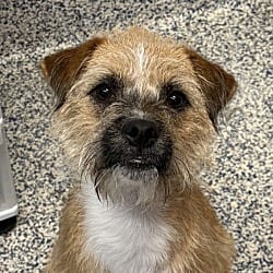 Photo of Taz, adoptable Border Terrier in Golden, Colorado