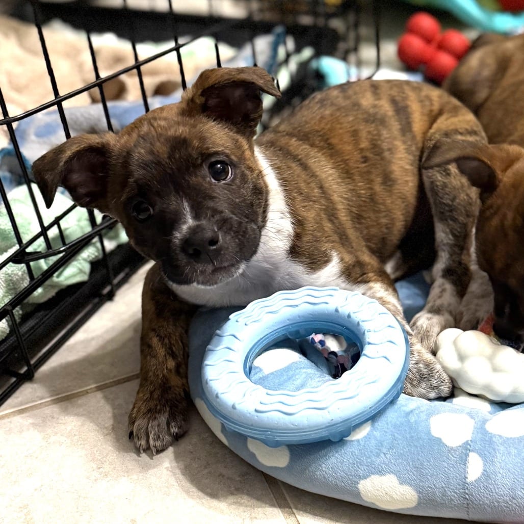 Photo of Pavarotti, adoptable Terrier, Boston / Cattle Dog, Australian (Red Heeler) in Normal, Illinois