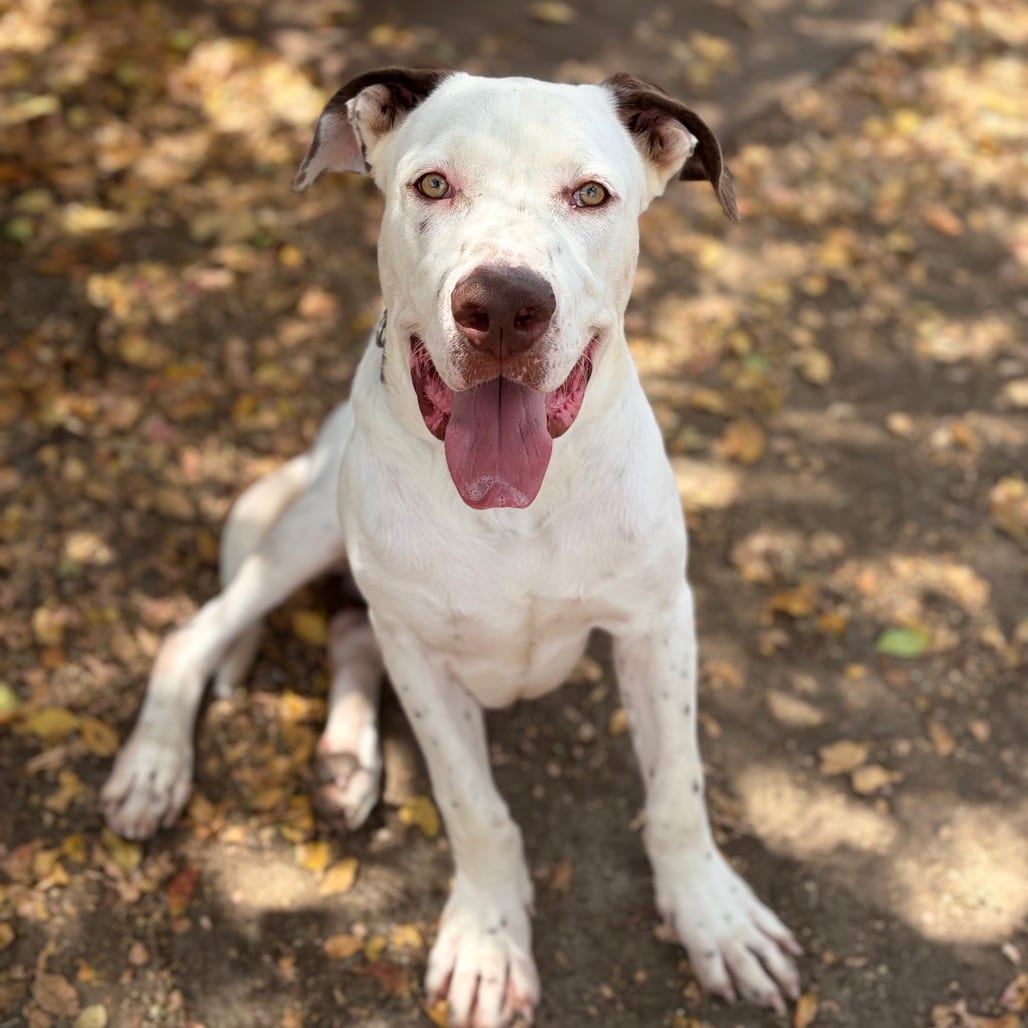 Photo of Memphis 26-06-188, adoptable Bulldog, American in Bastrop, Texas