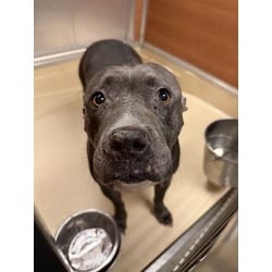 Photo of Bella, adoptable Terrier (Unknown Type, Medium) in Doral, Florida