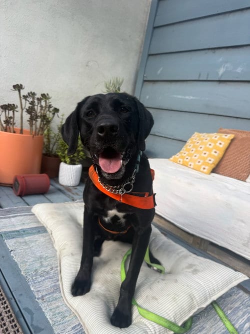 Photo of Chase, adoptable Labrador Retriever in San Diego, California