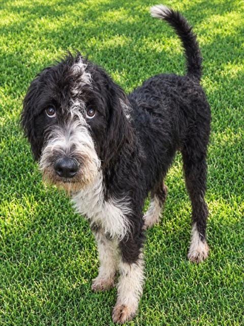 Photo of Tontin, adoptable Poodle (Standard) in Oklahoma City, Oklahoma