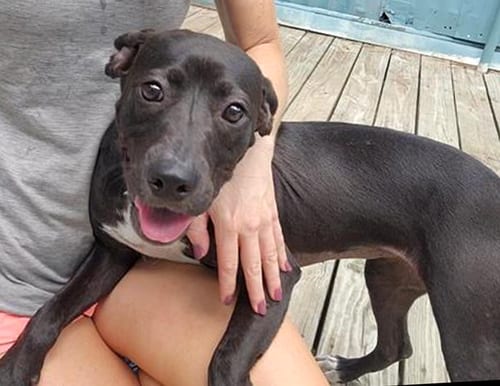 Photo of Elvira, adoptable Labrador Retriever in Murfreesboro, North Carolina