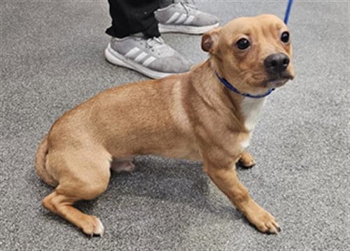 Photo of Max, adoptable Chihuahua in Los Angeles, California