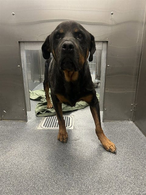 Photo of Lucky, adoptable Rottweiler in Dallas, Texas