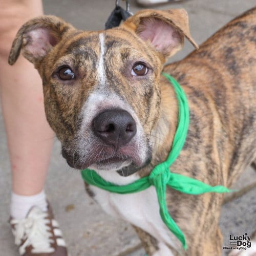 Photo of Flarry, adoptable Shepherd in Washington, District of Columbia