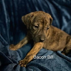 Photo of Bacon Bill, adoptable Plott Hound American Staffordshire Terrier in St. Clair Shores, Michigan