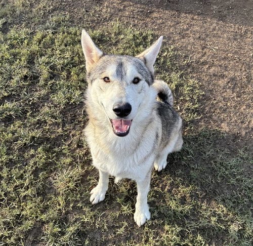 Photo of Bandit, adoptable Siberian Husky in Riverside, California