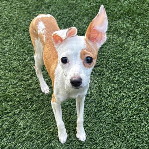 Photo of Puppies, Medium Breed, adoptable Chihuahua in Burlingame, California
