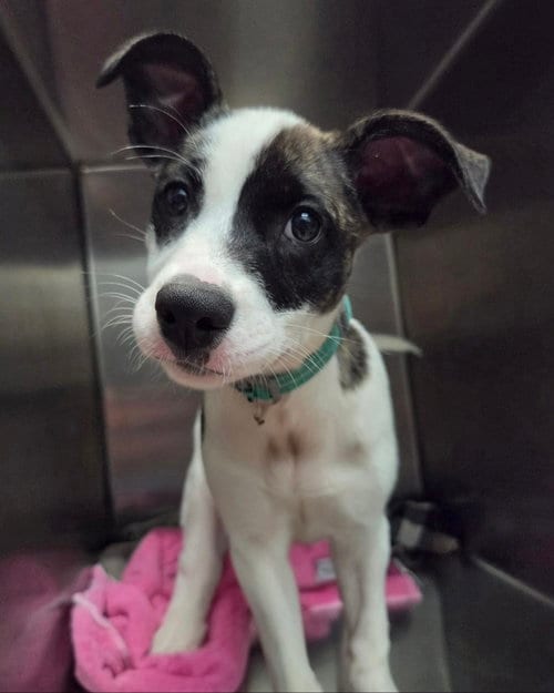 Photo of Vega, adoptable Pit Bull Terrier in Detroit Lakes, Minnesota