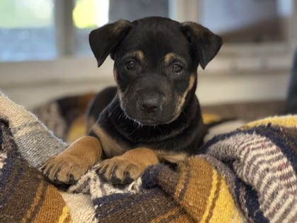 Photo of Jessica, adoptable dog in Georgetown, Texas