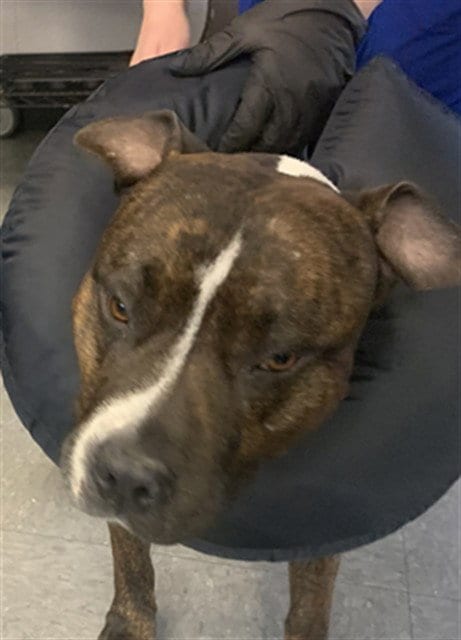 Photo of Boston, adoptable Pit Bull Terrier in Casper, Wyoming