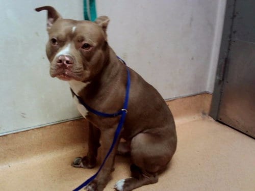 Photo of Apollo, adoptable Pit Bull Terrier in Martinez, California