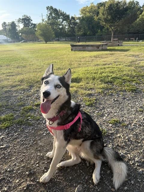 Photo of Tiffany, adoptable Siberian Husky in Forestville, Maryland