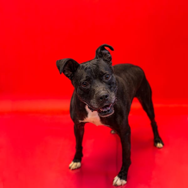 Photo of Dumpling, adoptable Pit Bull cross in Lawrenceville, Georgia