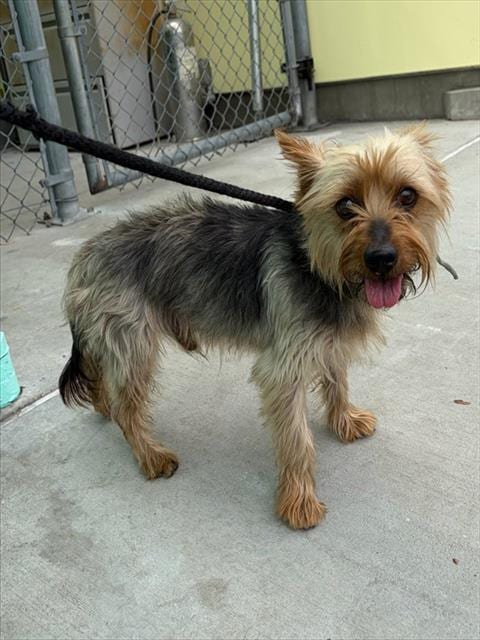 Photo of Ramzie, adoptable Yorkshire Terrier Yorkie in Baldwin Park, California