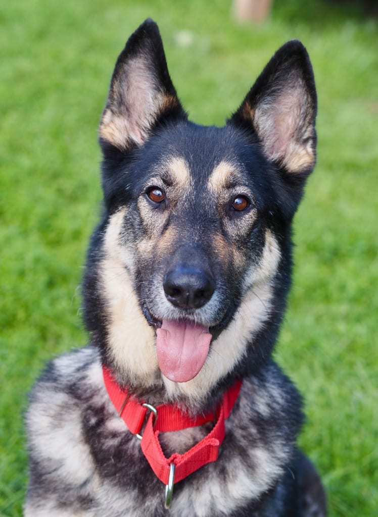 Photo of Diesel, adoptable German Shepherd Dog in Meriden, Connecticut