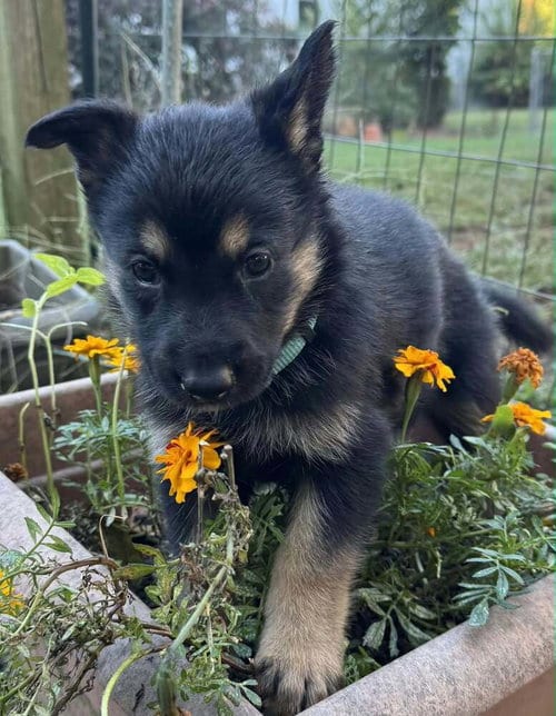 Photo of Pumpkins Litter Amber - Located in SC, adoptable Belgian Shepherd Malinois in Imlay City, Michigan
