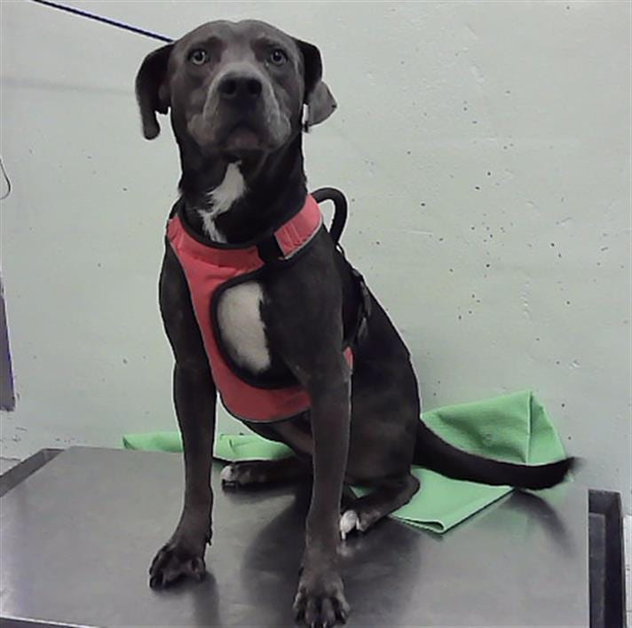 Photo of Miguel, adoptable Labrador Retriever mix in Houston, Texas