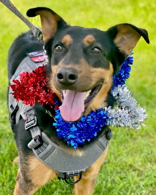 Photo of Keary, adoptable German Shepherd Dog in San Bernardino, California