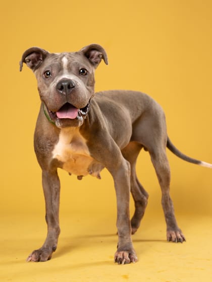 Photo of Scully, adoptable dog in Atlanta, Georgia