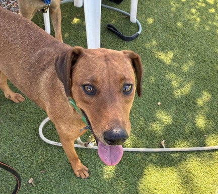 Photo of Zumba, adoptable Labrador Retriever in Martinez, California