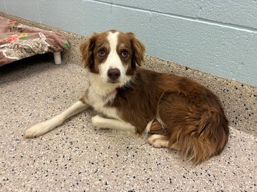 Photo of Bonnie, adoptable Australian Shepherd in Brighton, Colorado