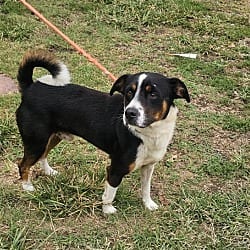 Photo of October, adoptable Border Collie in Cleveland, Tennessee