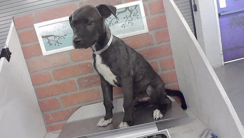 Photo of A2102844, adoptable Staffordshire Bull Terrier in Houston, Texas