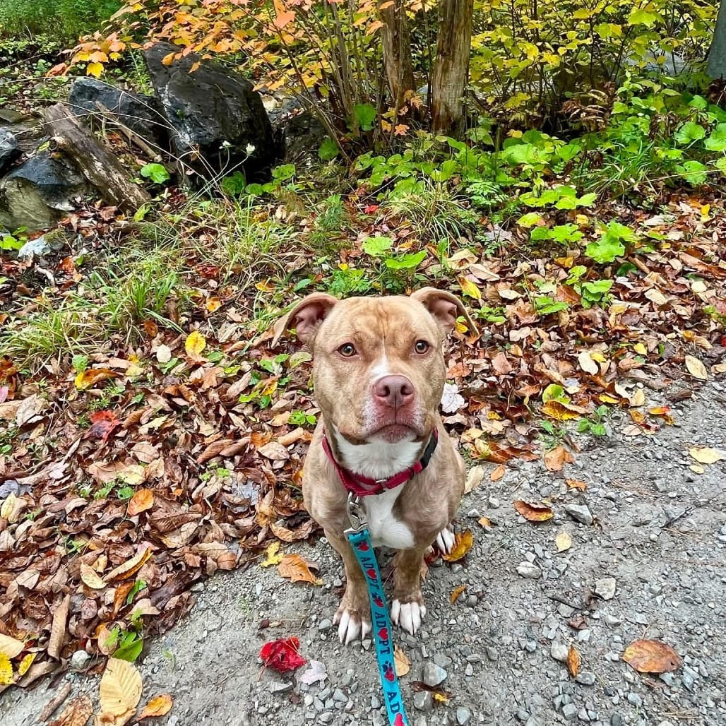 Photo of Apollo, adoptable Terrier, Pit Bull in Pittsford, Vermont