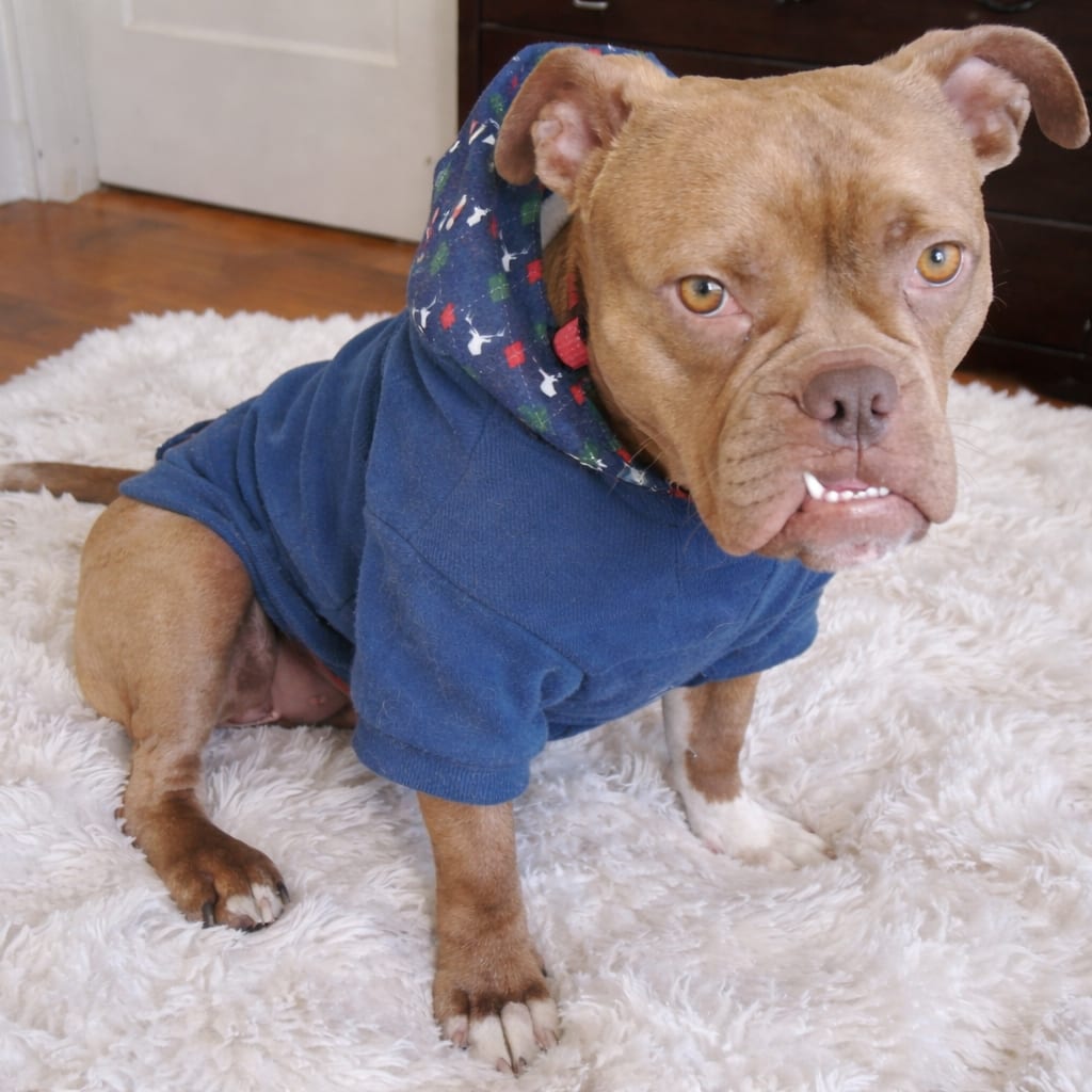 Photo of MJ, adoptable Mixed Breed (Medium)
