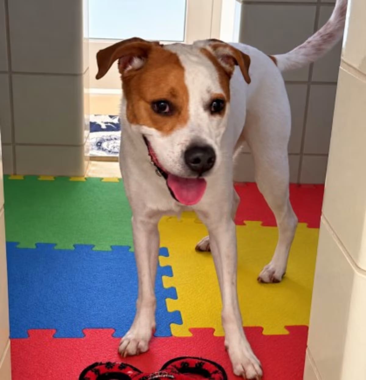 Photo of Puzzle, adoptable Beagle in Derwood, Maryland