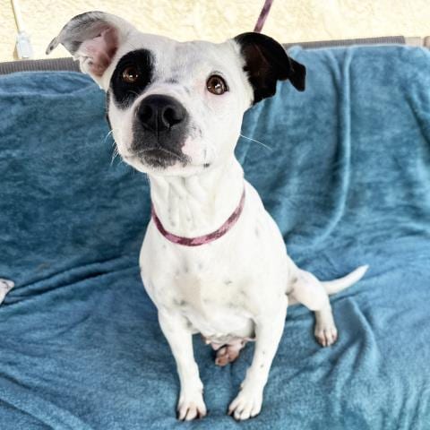 Photo of Lilac, adoptable Australian Cattle Dog/Blue Heeler in Camarillo, California