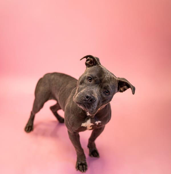 Photo of Coral, adoptable Pit Bull cross in Lawrenceville, Georgia