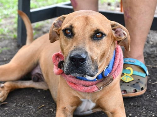 Photo of Brad, adoptable Hound in Palmetto, Florida