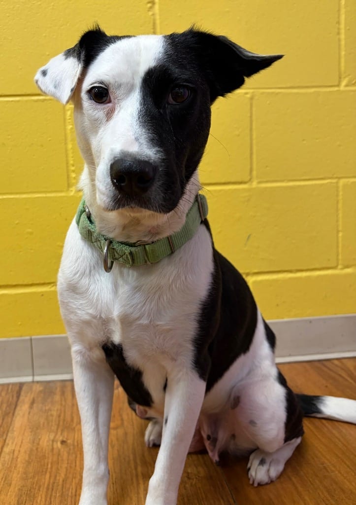 Photo of Serenity, adoptable Mixed Breed in Ocala, Florida