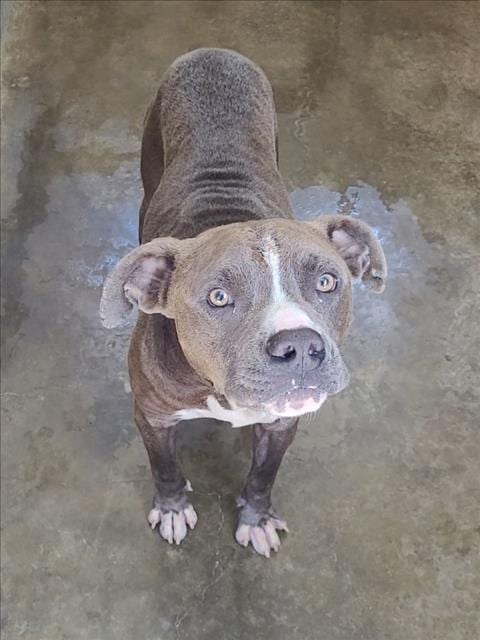 Photo of Atticus, adoptable Pit Bull Terrier in Los Angeles, California