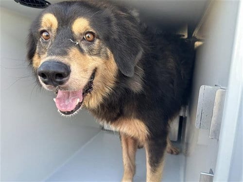 Photo of A663283, adoptable German Shepherd Dog in Houston, Texas
