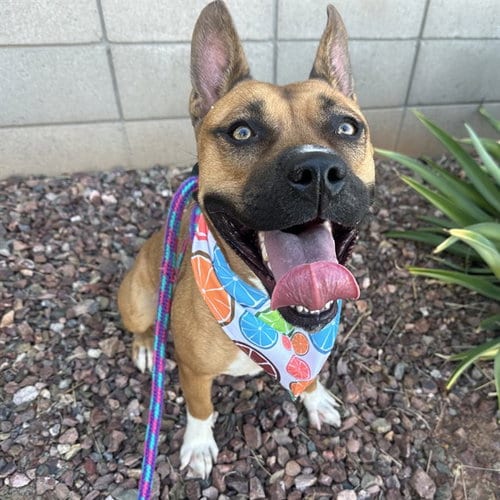 Photo of Poppy, adoptable American Pit Bull Terrier in Mesa, Arizona