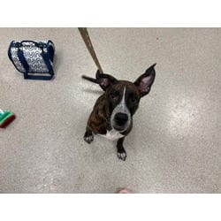 Photo of Dax, adoptable Mixed Breed (Medium) in Maumee, Ohio