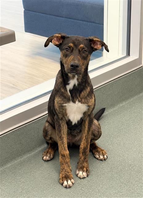 Photo of Saffron, adoptable German Shepherd Dog in Baytown, Texas