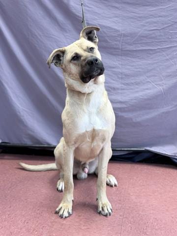Photo of Fred, adoptable German Shepherd Dog in Ukiah, California