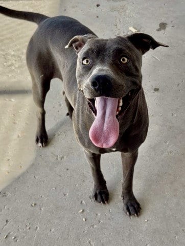 Photo of Sapphire, adoptable Staffordshire Bull Terrier in Bakersfield, California
