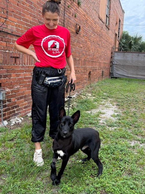 Photo of Simon, adoptable Shepherd in Sanford, Florida