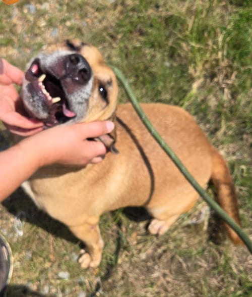 Photo of Billy Idol, adoptable Retriever in Jackson, Mississippi